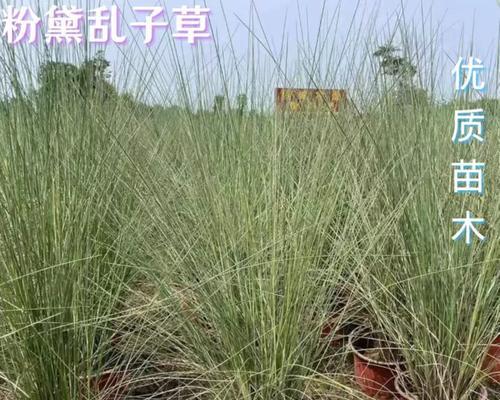 随着季节变化的观赏植物有哪些草？四季变化中适宜的植物是什么？