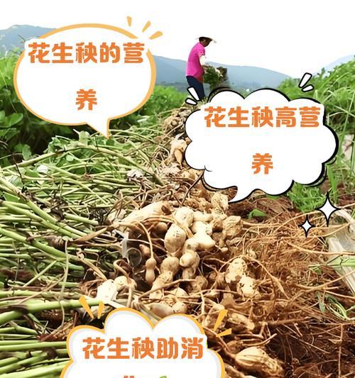 雷州话播种花生叫什么菜？花生在雷州话中的别称是什么？