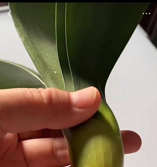 君子兰专用托架使用方法是什么？