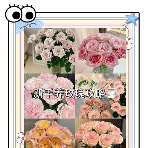 爬藤玫瑰叶子发黄干枯如何处理？养护要点有哪些？