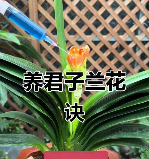君子兰常开花的秘诀和养护要点是什么？