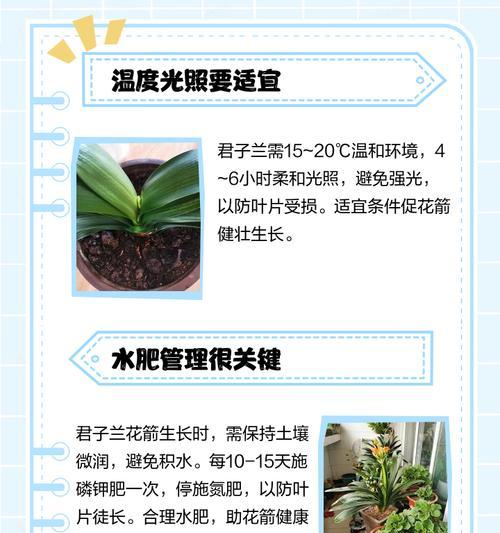 君子兰常开花的秘诀和养护要点是什么？