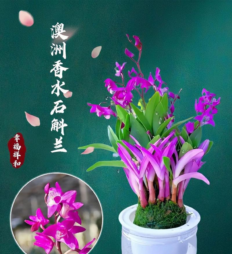 哪些石斛兰科植物带有香味？