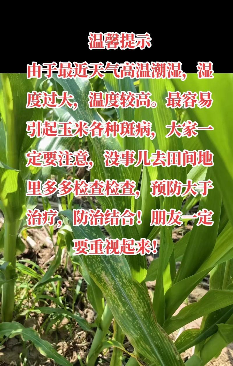 高温下播种玉米需要注意哪些事项？