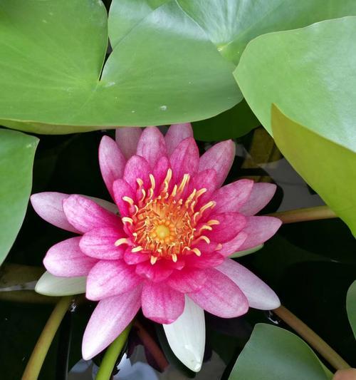 十大有害水生植物是什么？如何识别和处理？
