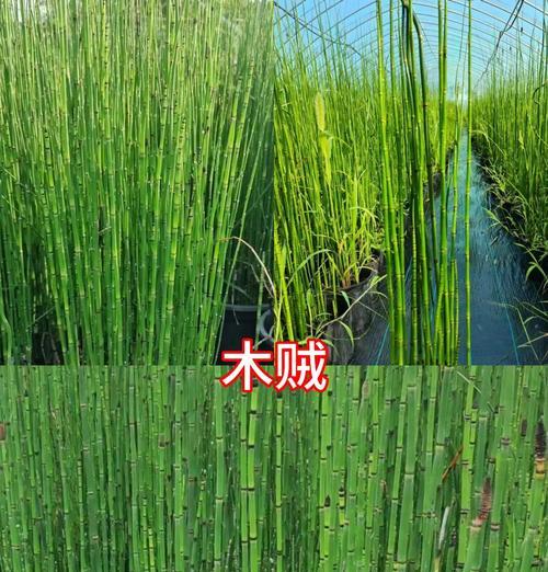 十大有害水生植物是什么？如何识别和处理？