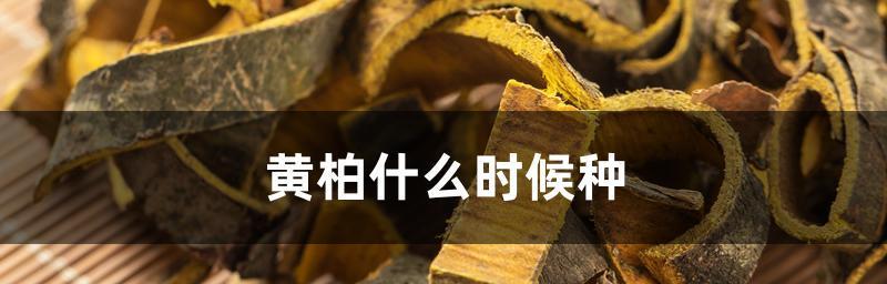 黄柏播种的最佳时机是什么时候？