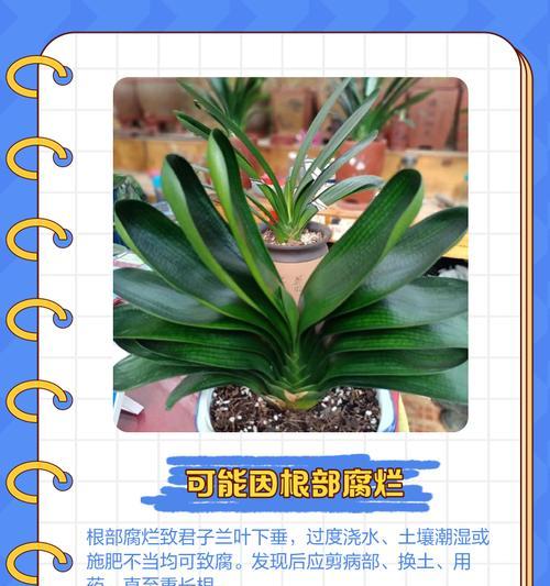 君子兰叶子背面裂纹的原因及解决办法？