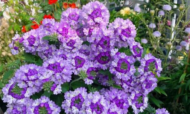 阳台上那一抹紫色的花叫什么？阳台紫色花卉的种类和特点是什么？