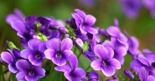 阳台上那一抹紫色的花叫什么？阳台紫色花卉的种类和特点是什么？