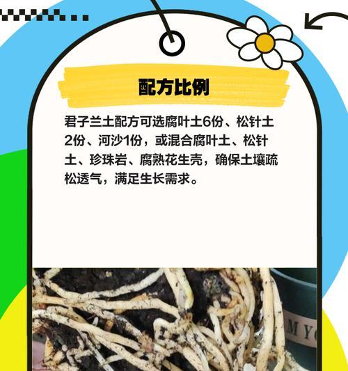 君子兰液体肥料的配制方法是什么？