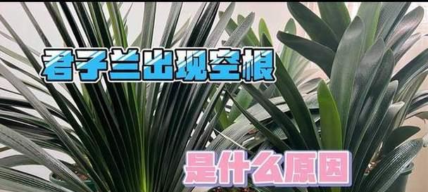君子兰空根的特征及处理方法是什么？