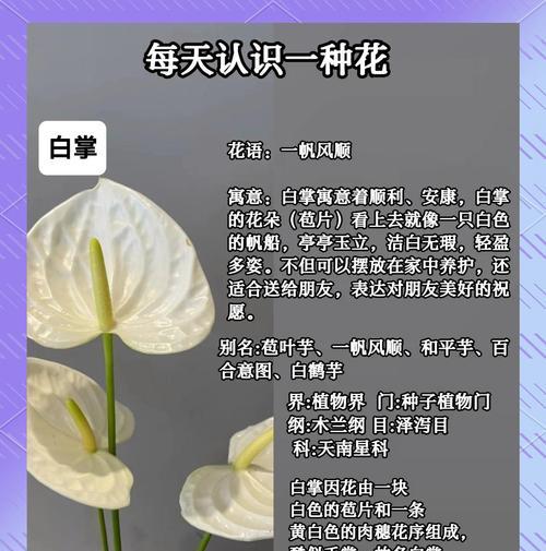 白展叶子发黄是什么原因？如何有效解决？