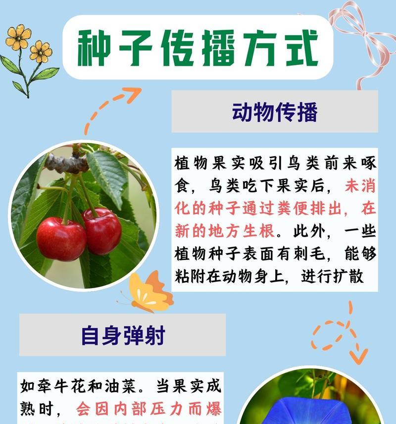 哪些植物通过风力传播种子？