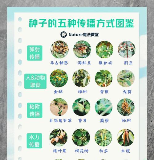 哪些植物通过风力传播种子？