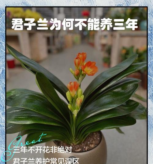 君子兰红狼大花的养护方法是什么？