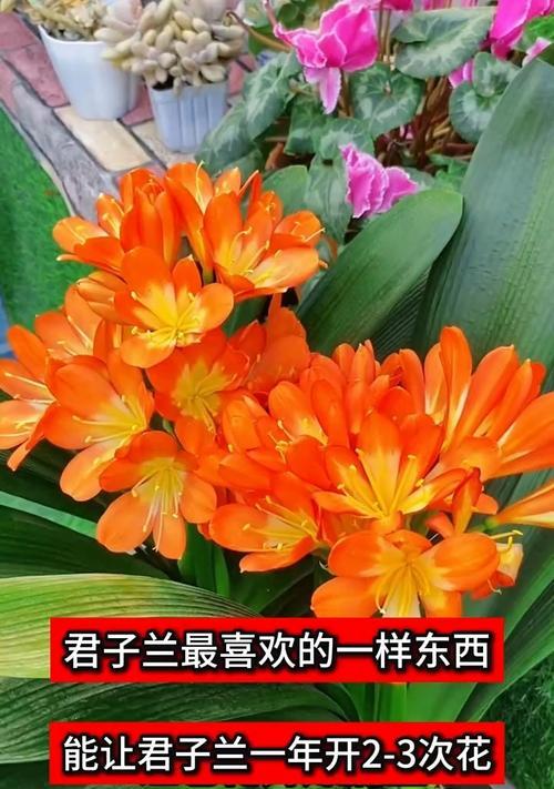君子兰红狼大花的养护方法是什么？