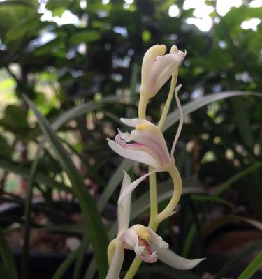 玉龙兰花栽培技术要点？如何培育？