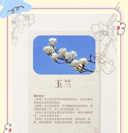 玉龙兰花栽培技术要点？如何培育？