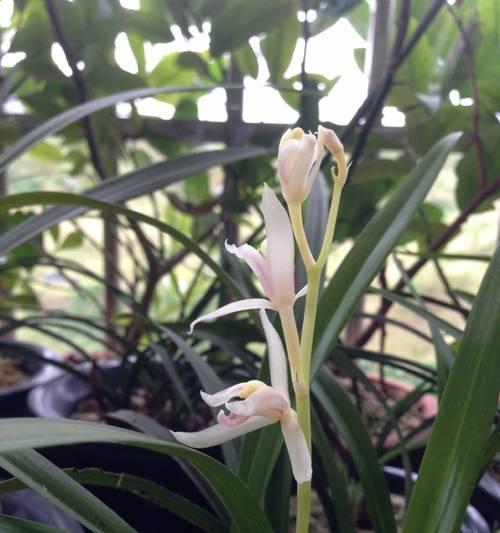 玉龙兰花栽培技术要点？如何培育？