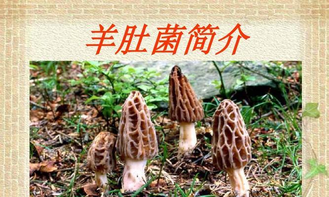 羊肚菌栽培技术的参考文献有哪些？