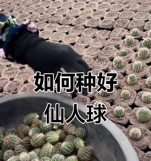 仙人球越冬前的正确浇水方法是什么？如何为仙人球安全越冬提供水分？