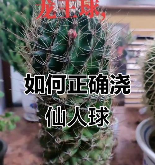 仙人球越冬前的正确浇水方法是什么？如何为仙人球安全越冬提供水分？