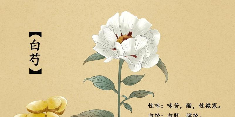 白芍应在哪个季节进行播种？