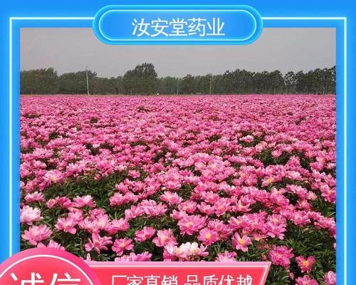 白芍应在哪个季节进行播种？