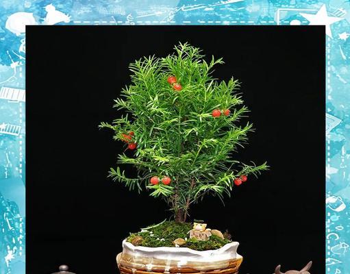 木本植物盆栽红豆的养护方法是什么？
