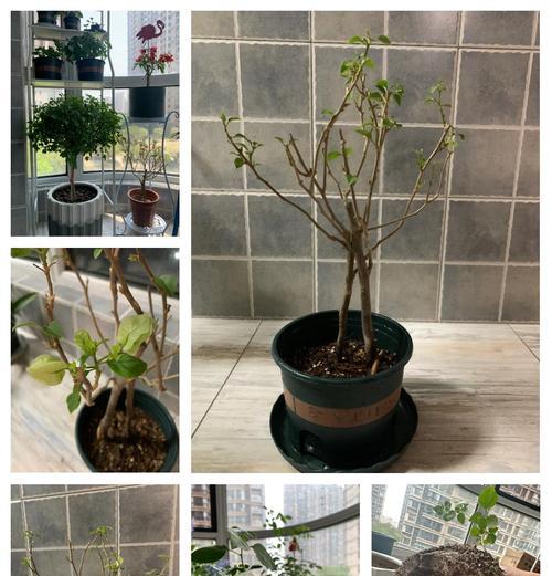 盆栽提根三角梅的正确种植方法是什么？