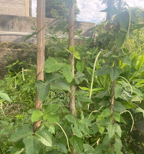 草木灰作为盆景肥料的正确使用方法是什么？