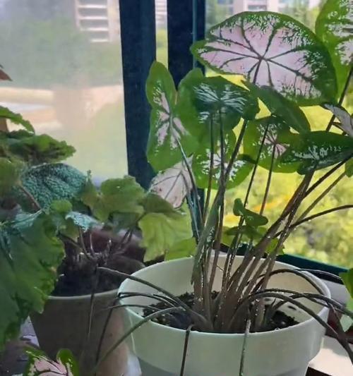 草木灰作为盆景肥料的正确使用方法是什么？