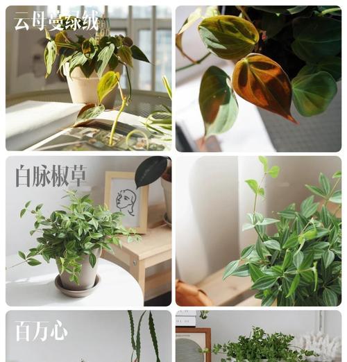 北阳台适合种植哪些花卉？河南地区推荐的阳台植物是什么？