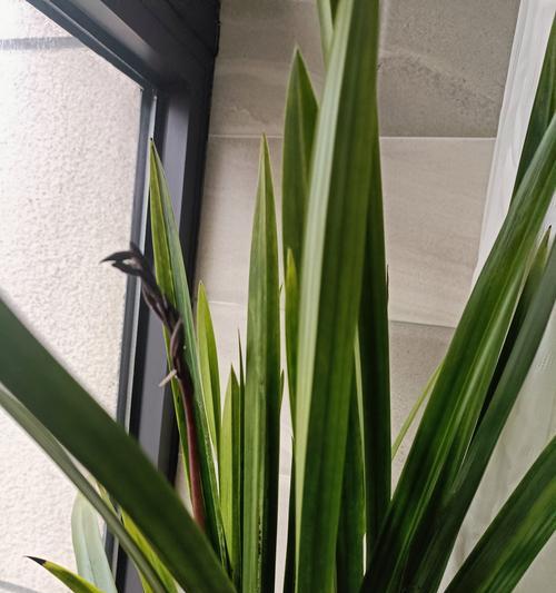 北阳台适合种植哪些花卉？河南地区推荐的阳台植物是什么？