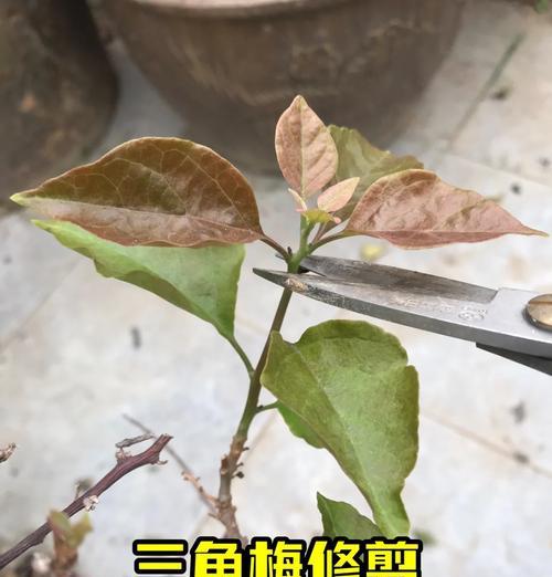 三角梅扦插成功后剪枝方法是什么？