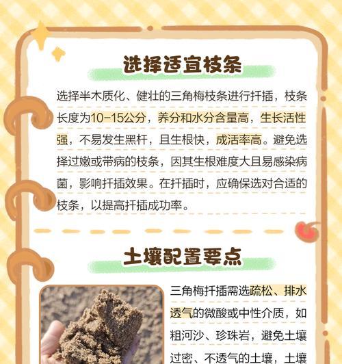 三角梅扦插成功后剪枝方法是什么？