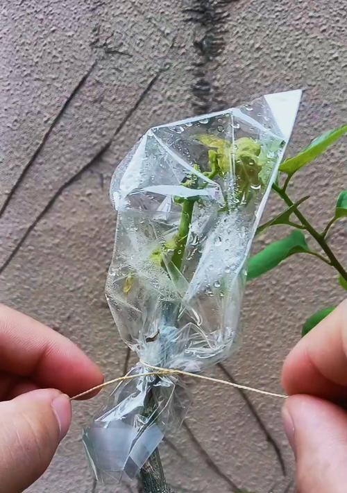 三角梅嫁接后接口不稳的原因及解决方法？