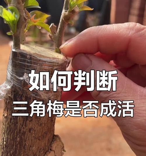 三角梅嫁接后接口不稳的原因及解决方法？