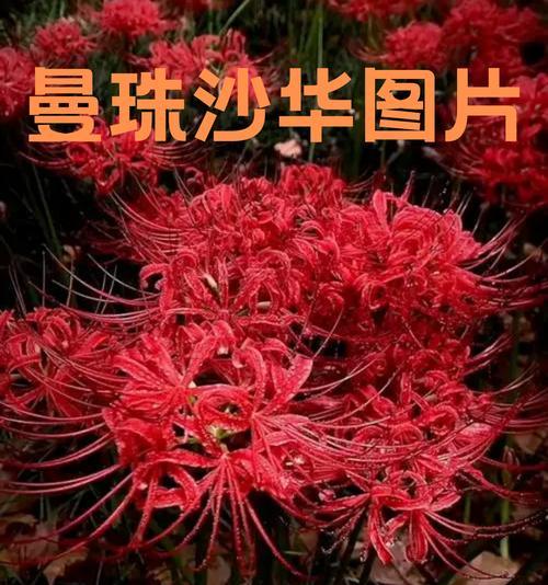 观赏植物中常见的花朵有哪些？