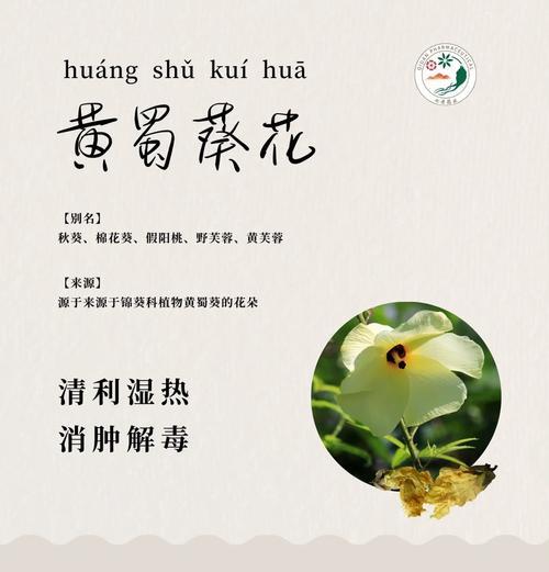 蜀葵花叶子发黄是什么原因？如何进行救治？