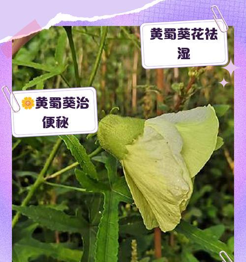 蜀葵花叶子发黄是什么原因？如何进行救治？