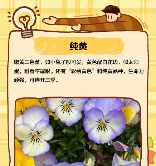 三色堇冬天播种时间？如何确保冬天也能开花？