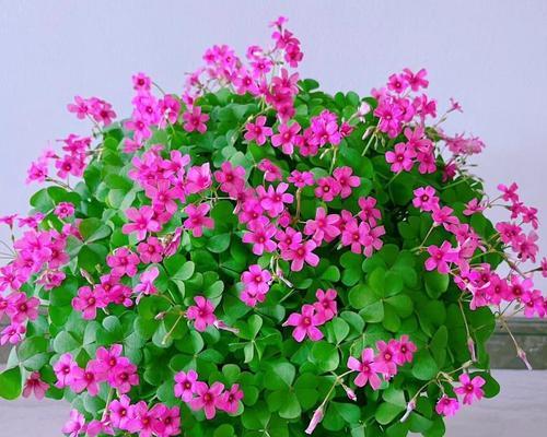 球根植物幸运草养殖方法是什么？