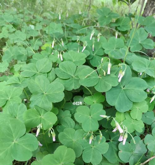 球根植物幸运草养殖方法是什么？