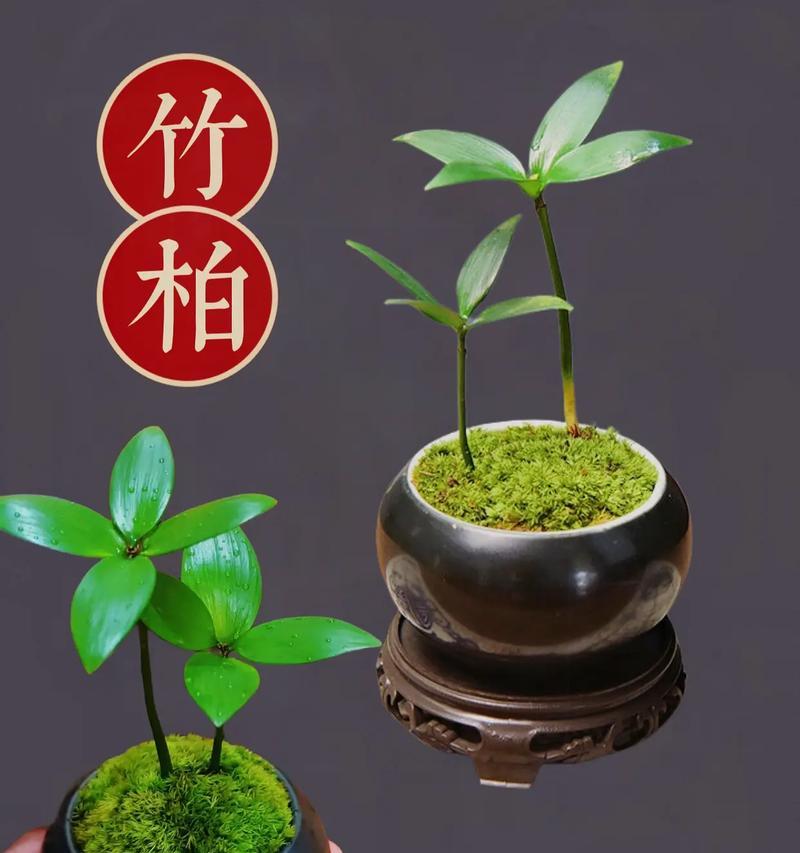 球根植物幸运草养殖方法是什么？