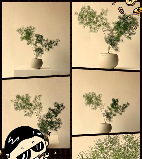如何正确摘除盆景松针的叶子？