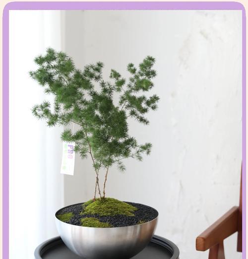 如何正确摘除盆景松针的叶子？
