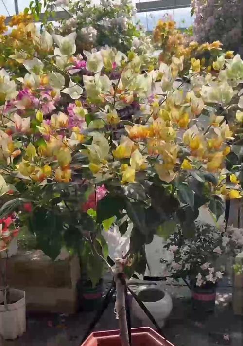 如何养护天竺葵使其花开不断？