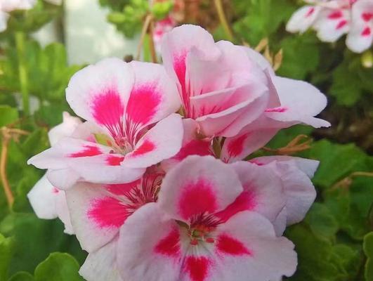 如何养护天竺葵使其花开不断？